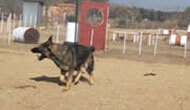 Boarding Kennels for Dogs