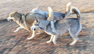 Boarding Kennels for Dogs