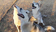 Boarding Kennels for Dogs