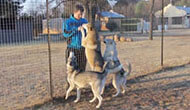 Boarding Kennels for Dogs