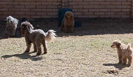 Boarding Kennels for Dogs