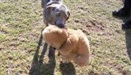 Boarding Kennels for Dogs