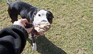 Boarding Kennels for Dogs