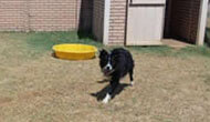 Boarding Kennels for Dogs