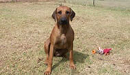 Boarding Kennels for Dogs