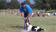 Boarding Kennels for Dogs