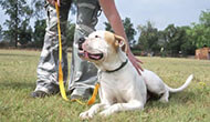 Boarding Kennels for Dogs