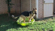 Boarding Kennels for Dogs