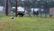 Boarding Kennels for Dogs