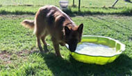 Boarding Kennels for Dogs