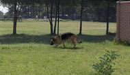 Boarding Kennels for Dogs