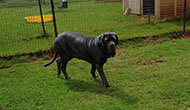 Dog Boarding Kennel