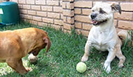 Boarding Kennels for Dogs