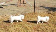 Poodle Boarding Kennel