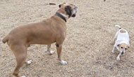 Boarding Kennels for Dogs