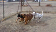 Boarding Kennels for Dogs