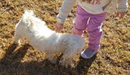 Secure Boarding Kennels