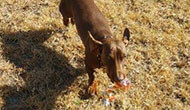 Secure Boarding Kennels for Jack Russels