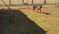 Secure Boarding Kennels for Golden Retriever