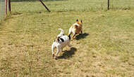 Secure Boarding Kennels for Border Collie