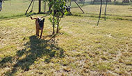 Secure Boarding Kennels