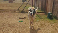 Secure Boarding Kennels