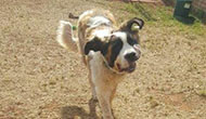 Secure Boarding Kennels