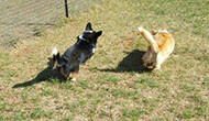 Canine Boarding Kennel