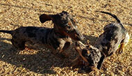 Boarding Kennels for Dogs