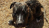 Boarding Kennels for Dogs