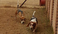 Boarding Kennels for Dogs