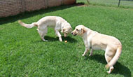 Boarding Kennels for Dogs