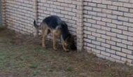 Boarding Kennels for Dogs