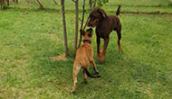 Dog Boarding Kennel