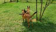 Dog Boarding Kennel