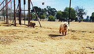 Dog Boarding Kennel