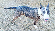 Dog Boarding Kennel