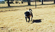 Dog Boarding Kennel