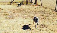 Dog Boarding Kennel