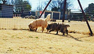 Dog Boarding Kennel