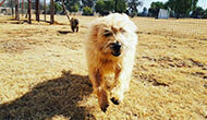 Dog Boarding Kennel