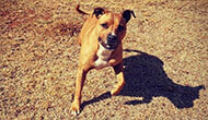 Dog Boarding Kennel