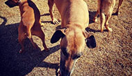 Dog Boarding Kennel