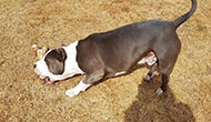 Dog Boarding Kennel