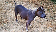 Dog Boarding Kennel