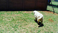 Dog Boarding Kennel