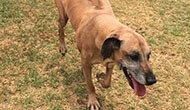 Dog Boarding Kennel