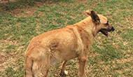 Dog Boarding Kennel