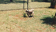 Dog Boarding Kennel