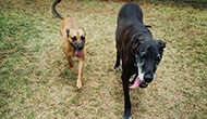 Dog Boarding Kennel